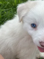 F2 ABCA, a female Border Collie for sale in Mountain Grove, MO – 8 of 10