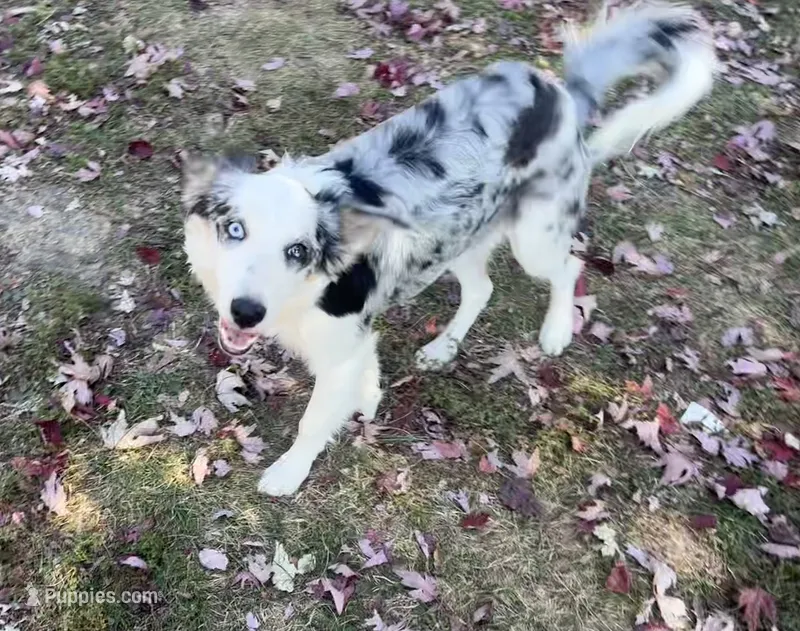 F1 Lolly ABCA – Border Collie puppy for sale in Mountain Grove, MO