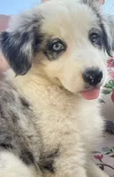 F1 ABCA, a female Border Collie for sale in Mountain Grove, MO – 4 of 10