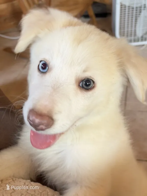 F2 ABCA – Border Collie puppy for sale in Mountain Grove, MO