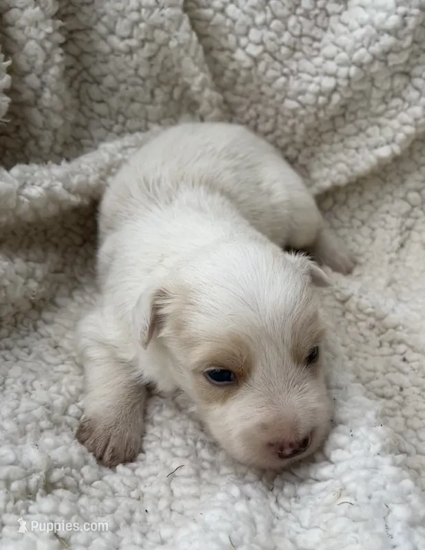M1 ee red ABCA – Border Collie puppy for sale in Mountain Grove, MO