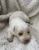 M1 ee red ABCA, a male Border Collie for sale in Mountain Grove, MO – 1 of 8