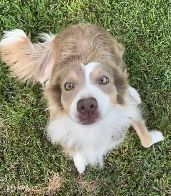 ABCA 5 yr – Border Collie puppy for sale in Mountain Grove, MO
