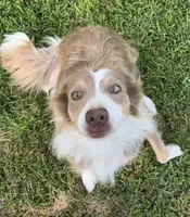ABCA 5 yr, a female Border Collie for sale in Mountain Grove, MO – 7 of 10