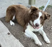 Boone ABCA, a male Border Collie for sale in Mountain Grove, MO – 8 of 10