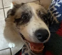 M1 ABCA, a male Border Collie for sale in Mountain Grove, MO – 5 of 10