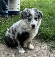M2 ABCA, a male Border Collie for sale in Mountain Grove, MO – 4 of 10