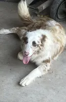 Cowboy ABCA, a male Border Collie for sale in Mountain Grove, MO – 4 of 8