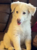 F2 ABCA, a female Border Collie for sale in Mountain Grove, MO – 5 of 10