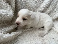 M1 ee red ABCA, a male Border Collie for sale in Mountain Grove, MO – 8 of 8