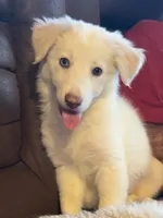 F2 ABCA, a female Border Collie for sale in Mountain Grove, MO – 9 of 10
