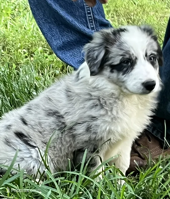 M1 ABCA – Border Collie puppy for sale in Mountain Grove, MO