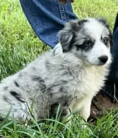 M1 ABCA, a male Border Collie for sale in Mountain Grove, MO – 1 of 10