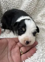 F2 Blk Wt Tri ABCA, a female Border Collie for sale in Mountain Grove, MO – 5 of 5