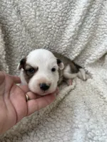 M2 Sable ABCA, a male Border Collie for sale in Mountain Grove, MO – 7 of 7