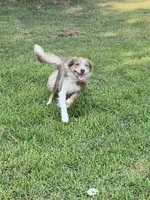 ABCA 5 yr, a female Border Collie for sale in Mountain Grove, MO – 4 of 10