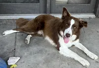 Boone ABCA, a male Border Collie for sale in Mountain Grove, MO – 3 of 10
