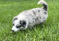 M1 ABCA, a male Border Collie for sale in Mountain Grove, MO – 6 of 10