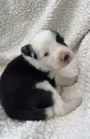 M3 Bk Wt ABCA, a male Border Collie for sale in Mountain Grove, MO – 8 of 8