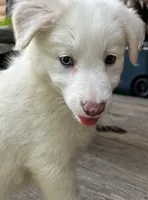 F2 ABCA, a female Border Collie for sale in Mountain Grove, MO – 7 of 10