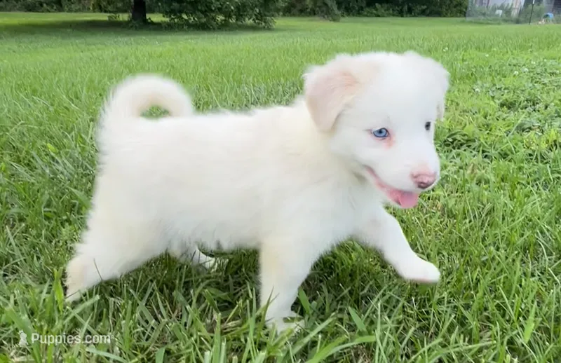F2 ABCA – Border Collie puppy for sale in Mountain Grove, MO
