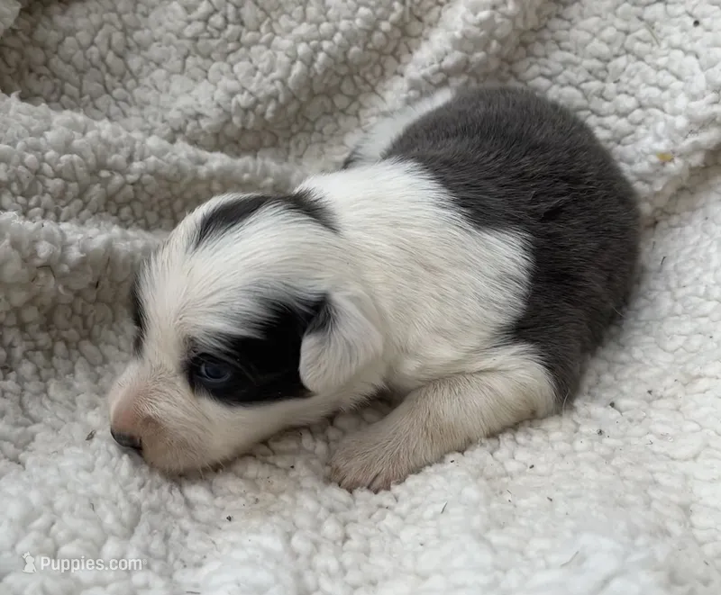 F1Blue ABCA – Border Collie puppy for sale in Mountain Grove, MO