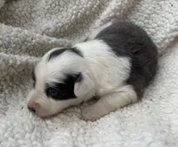 F1Blue ABCA, a female Border Collie for sale in Mountain Grove, MO – 1 of 8