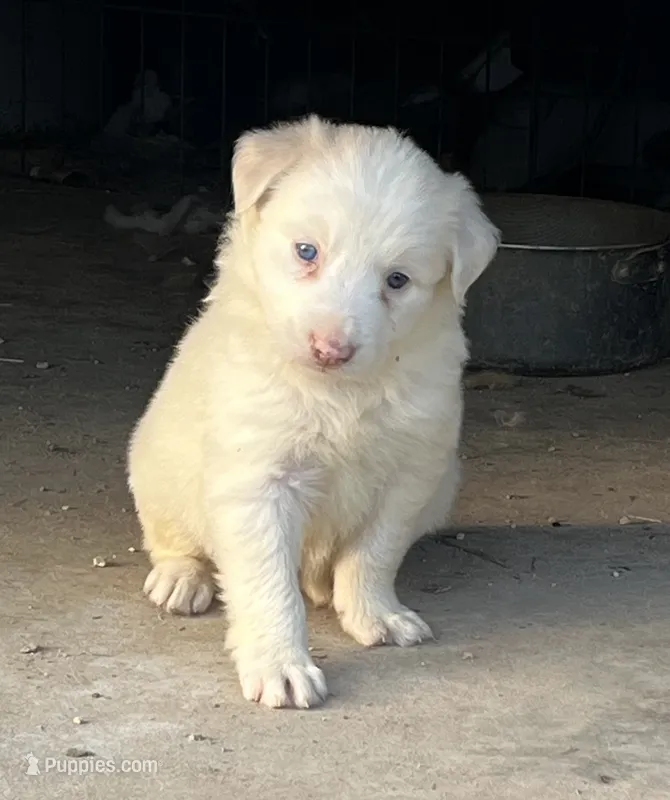 F2 ABCA – Border Collie puppy for sale in Mountain Grove, MO