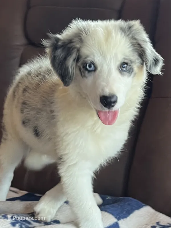 F1 ABCA – Border Collie puppy for sale in Mountain Grove, MO