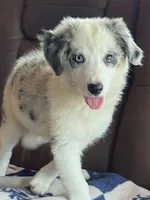 F1 ABCA, a female Border Collie for sale in Mountain Grove, MO – 4 of 10