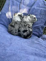 M1 ABCA, a male Border Collie for sale in Mountain Grove, MO – 5 of 6