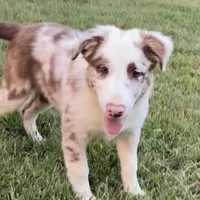 Cowboy ABCA, a male Border Collie for sale in Mountain Grove, MO – Photo 8 of 10