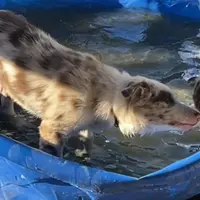 Cowboy ABCA, a male Border Collie for sale in Mountain Grove, MO – Photo 5 of 10