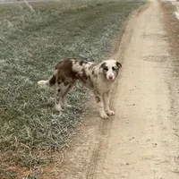 Cowboy ABCA, a male Border Collie for sale in Mountain Grove, MO – Photo 2 of 10