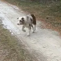 Cowboy ABCA, a male Border Collie for sale in Mountain Grove, MO – Photo 3 of 10