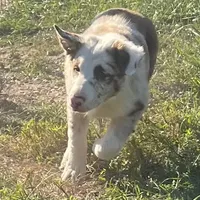 Cowboy ABCA, a male Border Collie for sale in Mountain Grove, MO – Photo 4 of 10