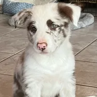 Cowboy ABCA, a male Border Collie for sale in Mountain Grove, MO – Photo 9 of 10