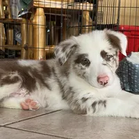 Cowboy ABCA, a male Border Collie for sale in Mountain Grove, MO – Photo 10 of 10