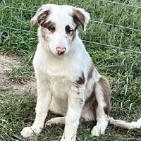 Cowboy ABCA, a male Border Collie for sale in Mountain Grove, MO – Photo 7 of 10