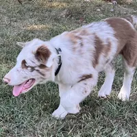 Cowboy ABCA, a male Border Collie for sale in Mountain Grove, MO – Photo 6 of 10
