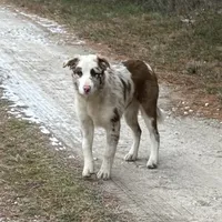 Cowboy ABCA, a male Border Collie for sale in Mountain Grove, MO – Photo 1 of 10
