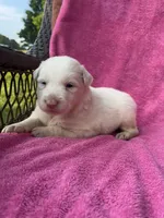 F2 ABCA, a female Border Collie for sale in Mountain Grove, MO – 4 of 9