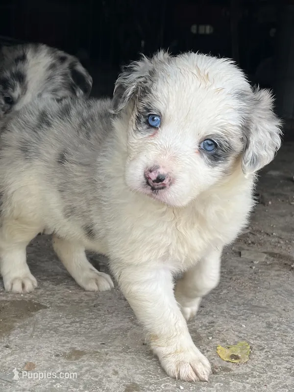 F1 ABCA – Border Collie puppy for sale in Mountain Grove, MO