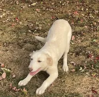 F2 Luna ABCA, a female Border Collie for sale in Mountain Grove, MO – 6 of 10