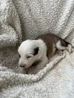 M2 Sable ABCA, a male Border Collie for sale in Mountain Grove, MO – 6 of 7