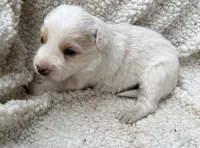 M1 ee red ABCA, a male Border Collie for sale in Mountain Grove, MO – 6 of 8