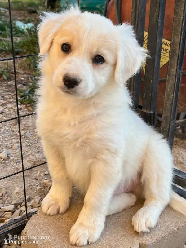M1 ee red ABCA – Border Collie puppy for sale in Mountain Grove, MO