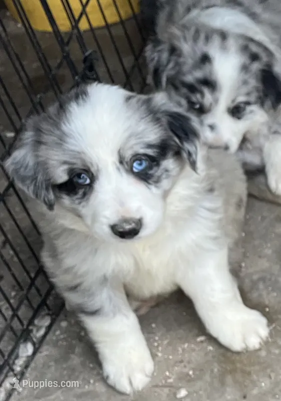 M1 ABCA – Border Collie puppy for sale in Mountain Grove, MO