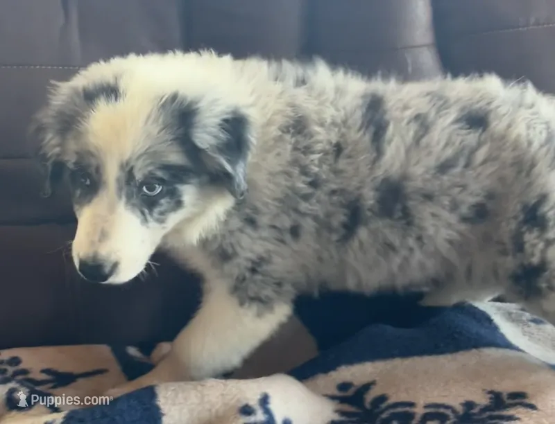 M1 ABCA – Border Collie puppy for sale in Mountain Grove, MO