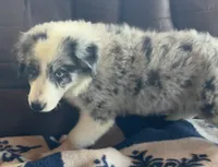 M1 ABCA, a male Border Collie for sale in Mountain Grove, MO – 2 of 10